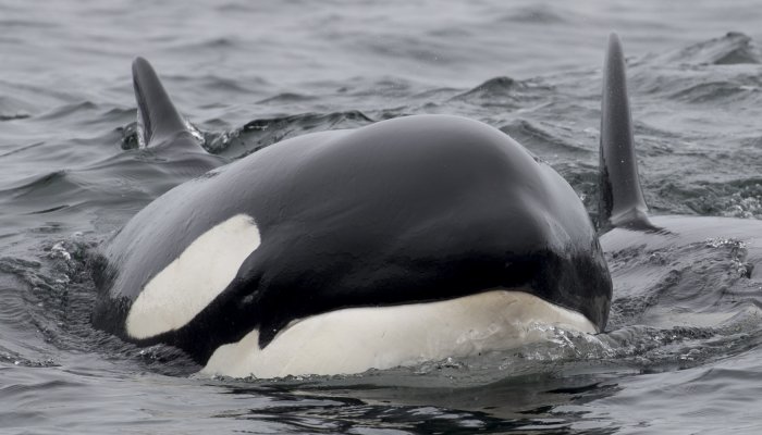 Killer Whales