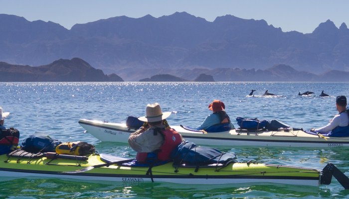People sea kayaking and watching a school of dolphins in the Sea of Cortez 