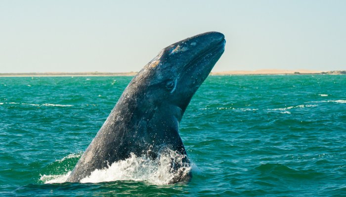 gray whale breaching in baja calving lagoon