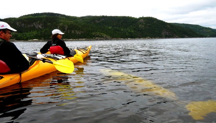 kayaking with belugas in quebec